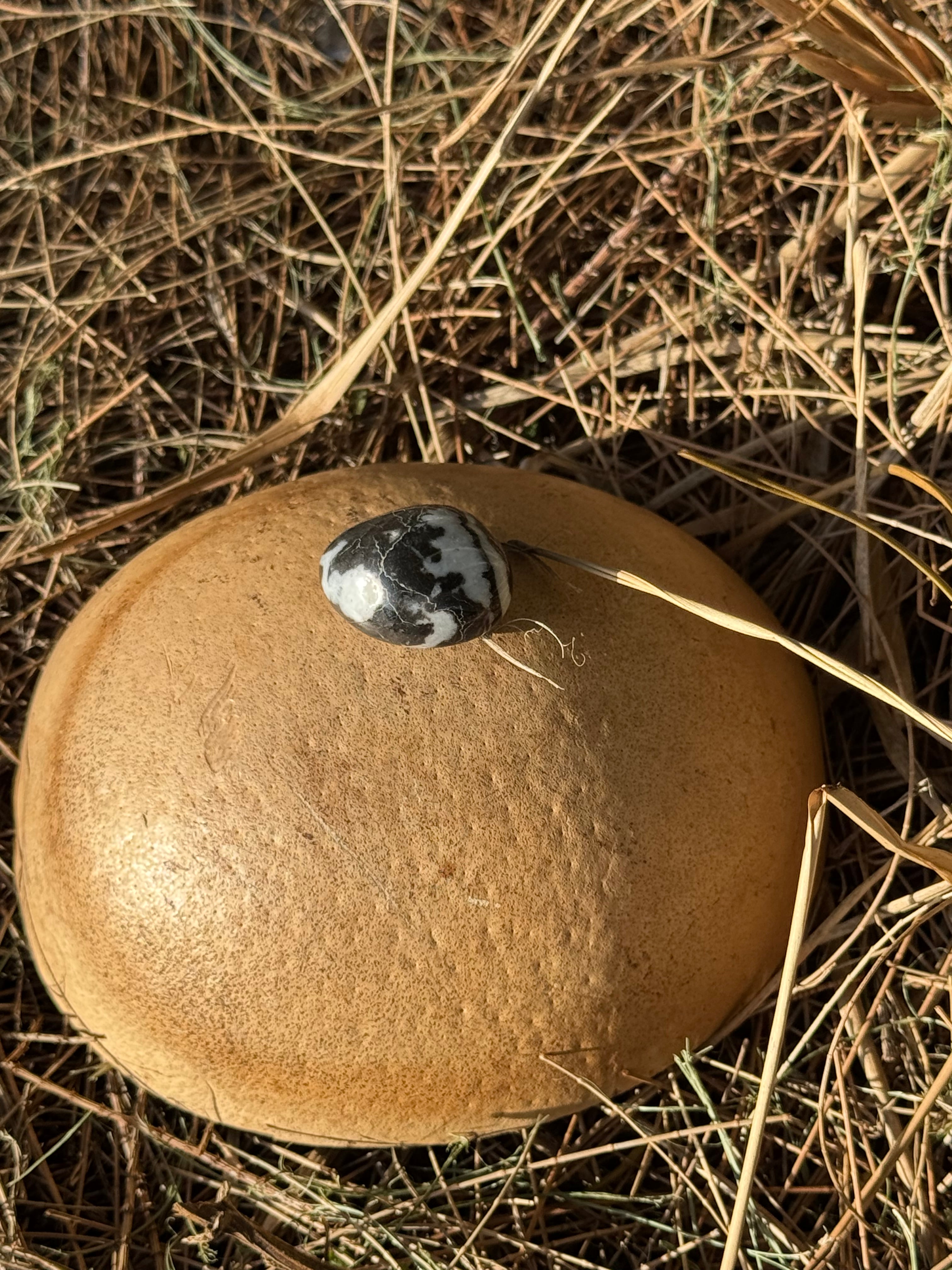Zebra Jasper