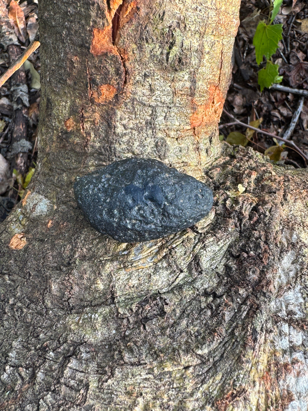 Tektite